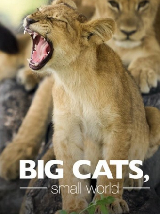Большие кошки, маленький мир / Big Cats, Small World [2024, WEB-DL] [s01]